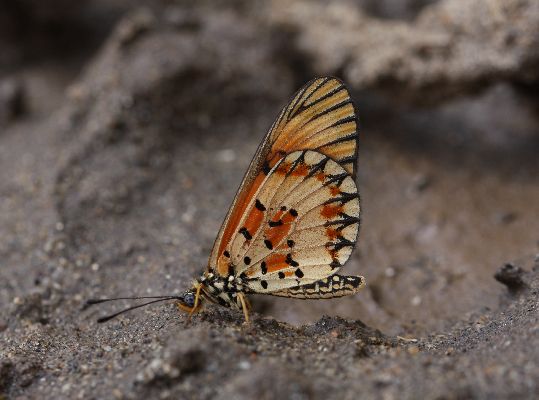 Acraea ventura male UNS
